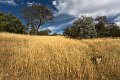 in the long grass2